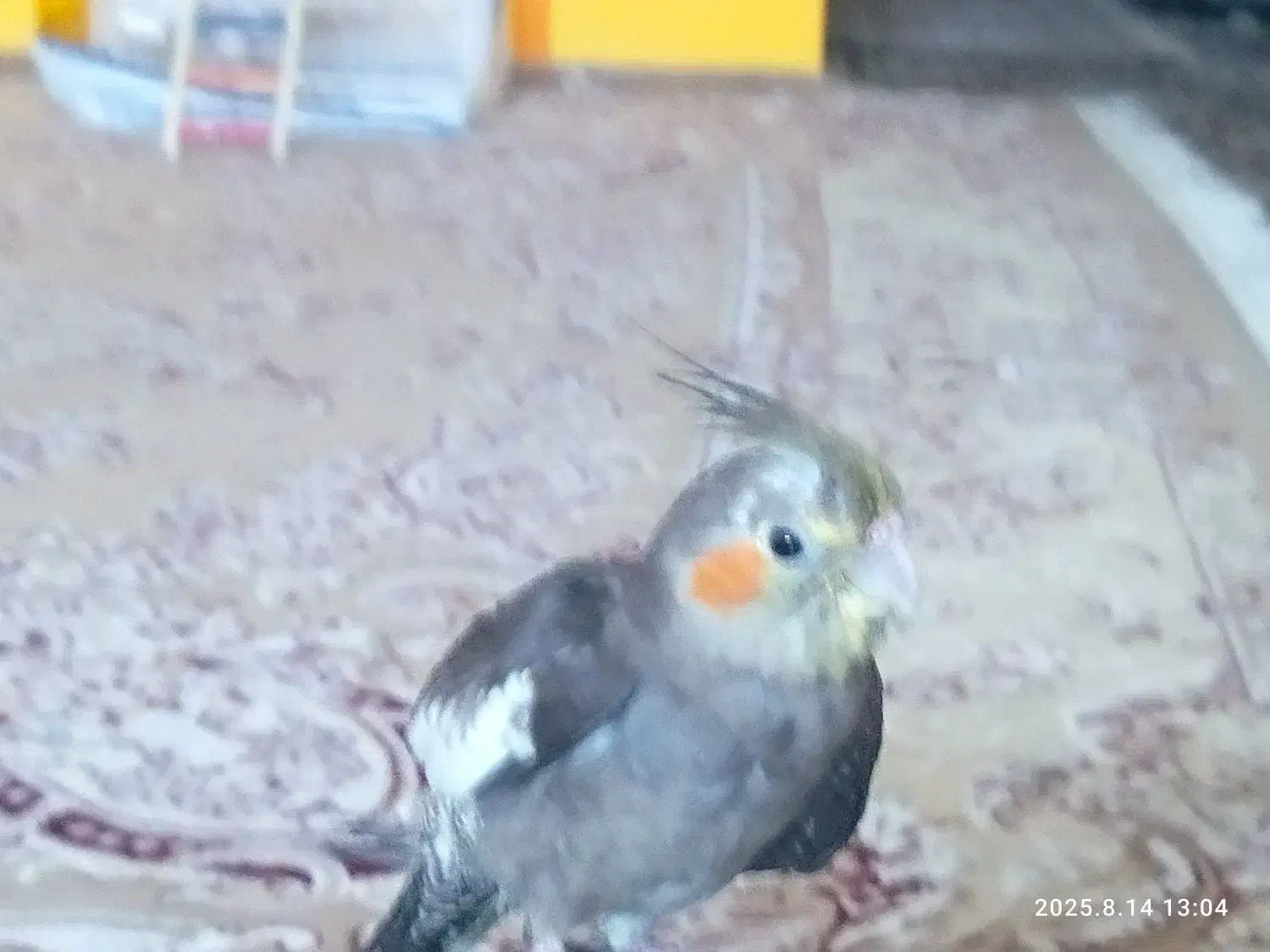 عروس هلندی سخنگو|پرنده|کاشان, فاز ۲ ناجی آباد|دیوار