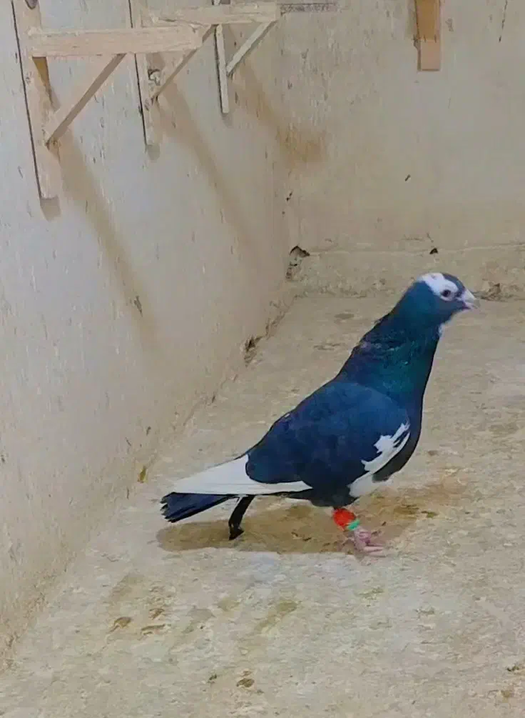 قهره سیاه کله سفید|پرنده|فریمان, |دیوار