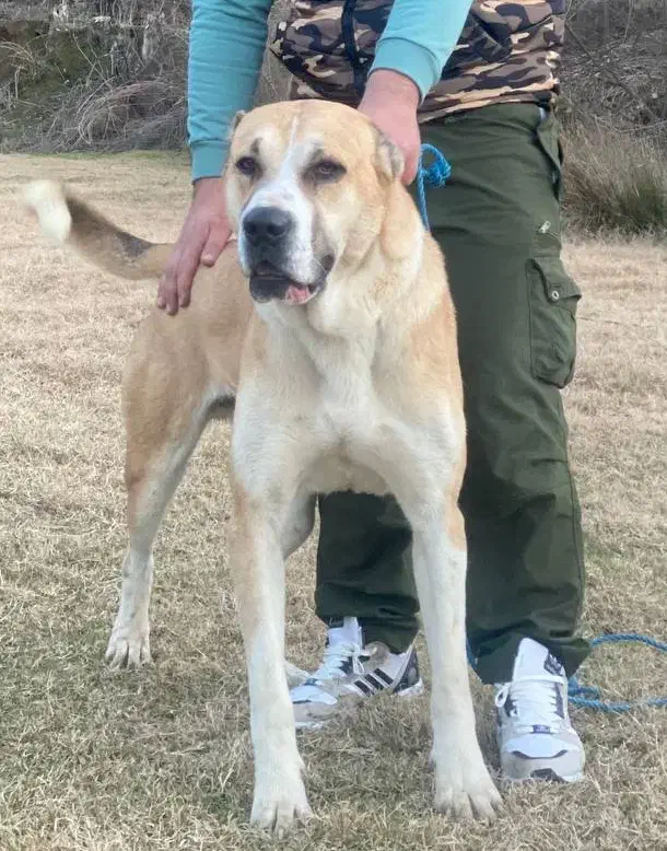 توله خراسانی|سگ|گنبد کاووس, |دیوار