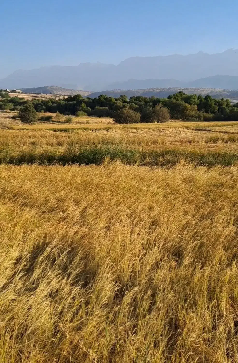 فروش برنج|خوردنی و آشامیدنی|یاسوج, |دیوار