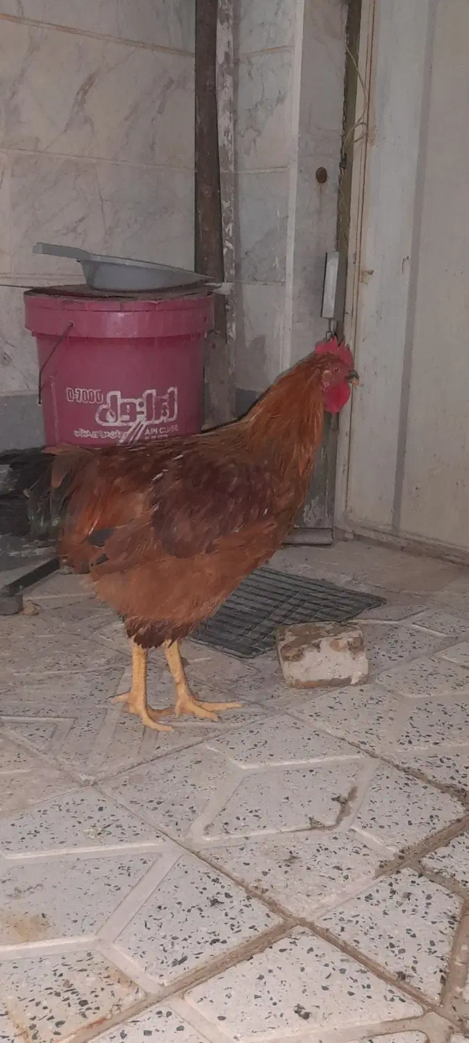خروس|حیوانات مزرعه|چهاردانگه (تهران), |دیوار