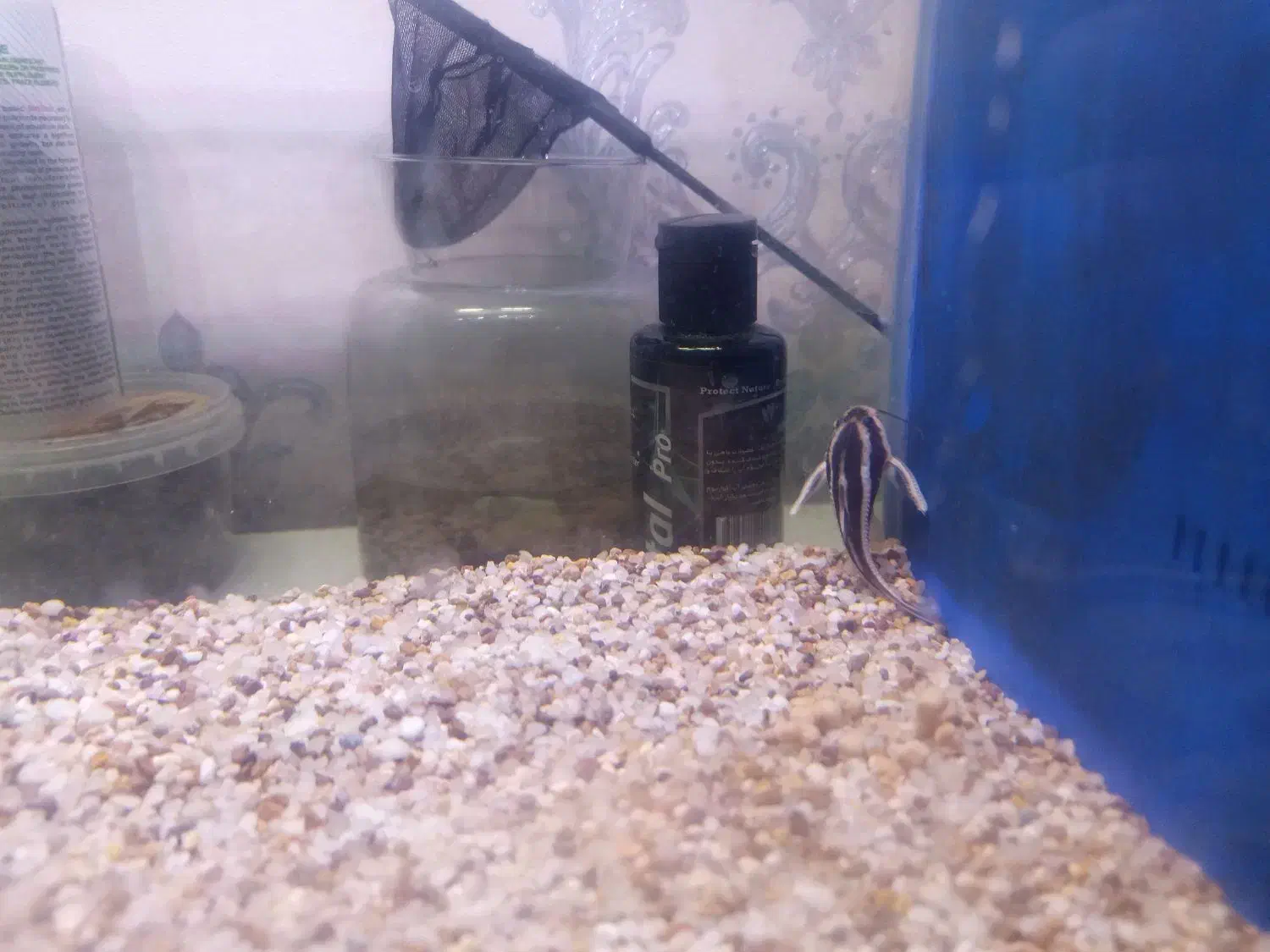 آکواریوم و ماهی|ماهی|قم, باغ کرباسی|دیوار