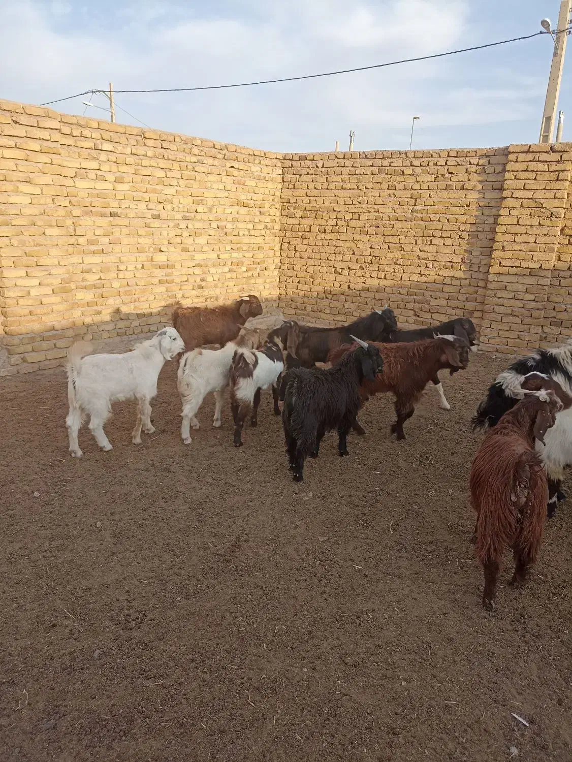 مایل به معاوضه نیستم|حیوانات مزرعه|رشتخوار, |دیوار