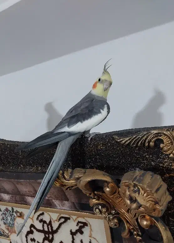 عروس‌هلندی سینامون نر کاملا اهلی|پرنده|مراغه, |دیوار