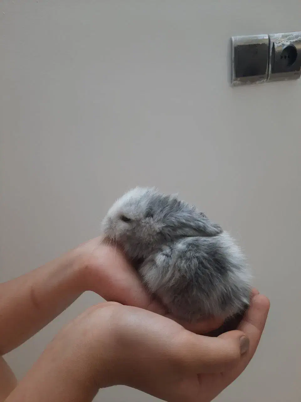 خرگوش لوپ عروسکی|موش و خرگوش|بابل, |دیوار