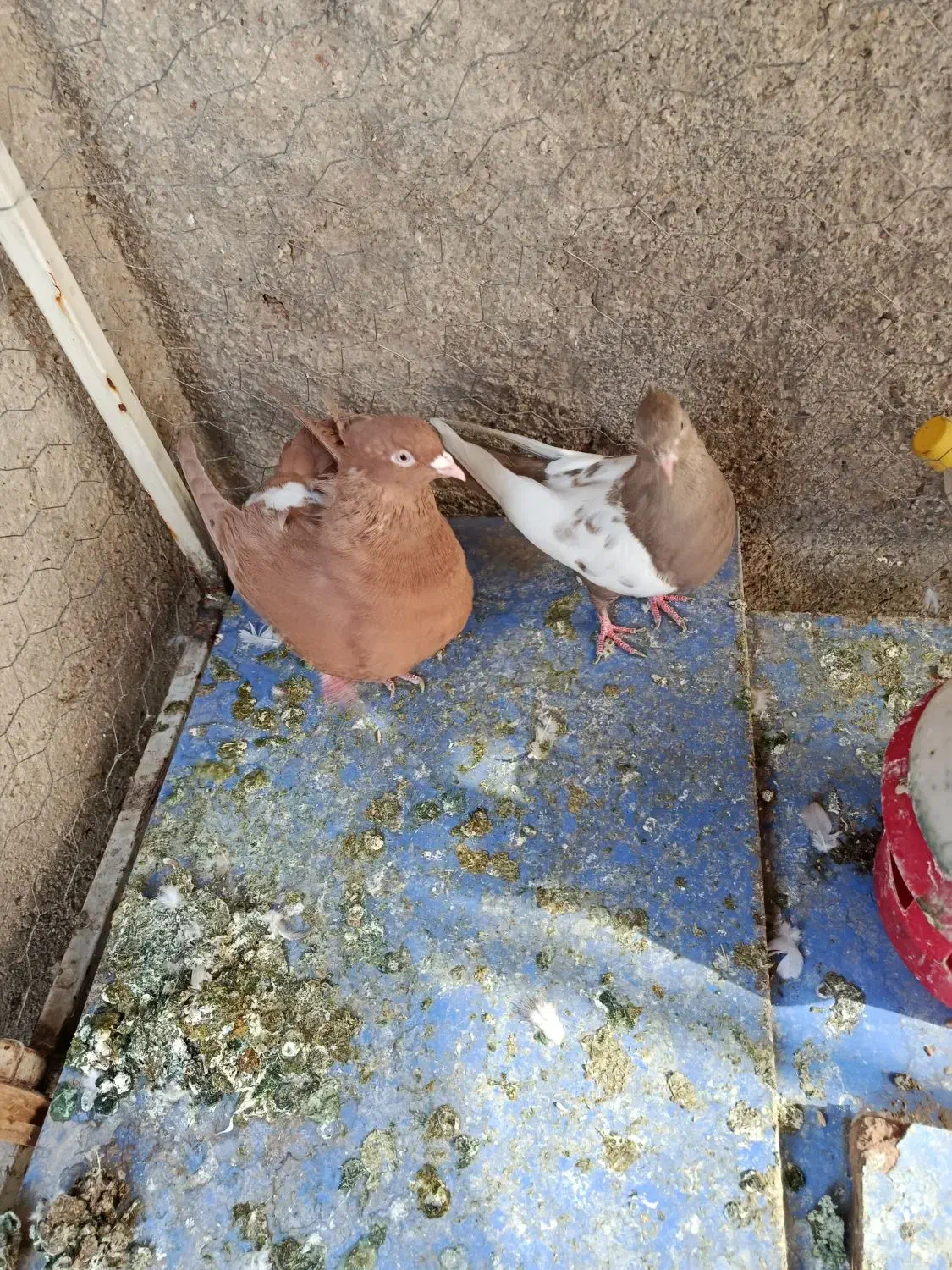 کفتر پلاکی|پرنده|شیراز, شهرک کوشکک|دیوار