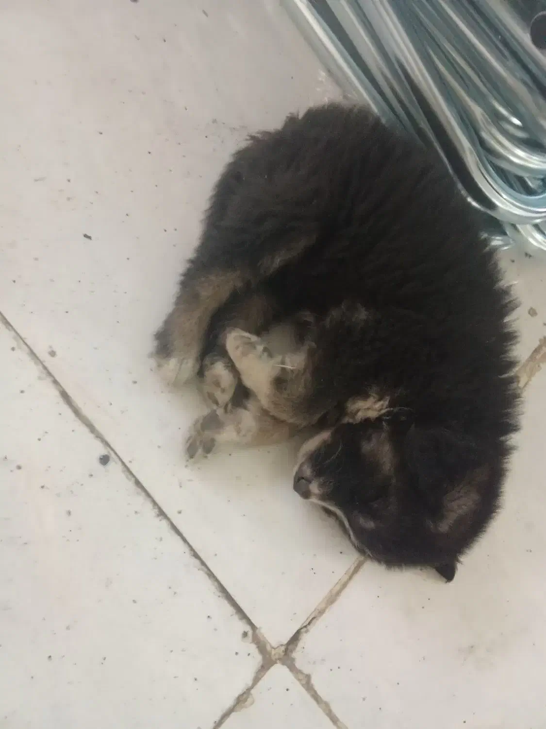 سگ فروش فوری|سگ|مشهد, همت آباد|دیوار