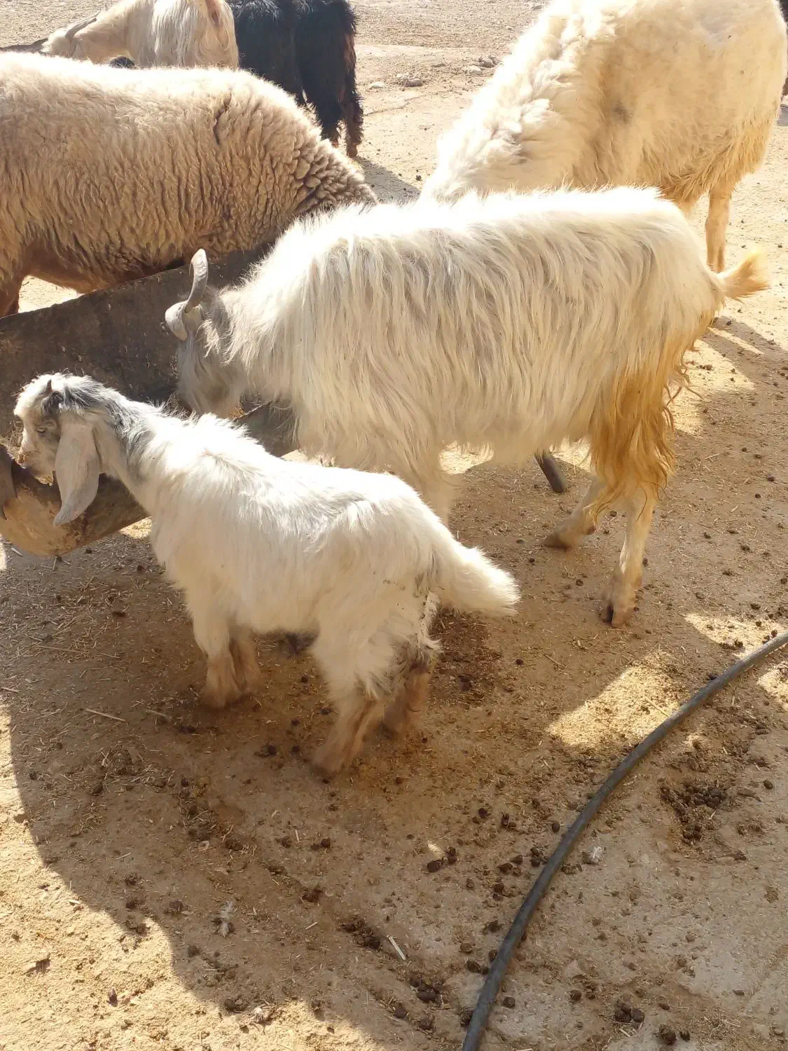 بز کهره|حیوانات مزرعه|کازرون, |دیوار