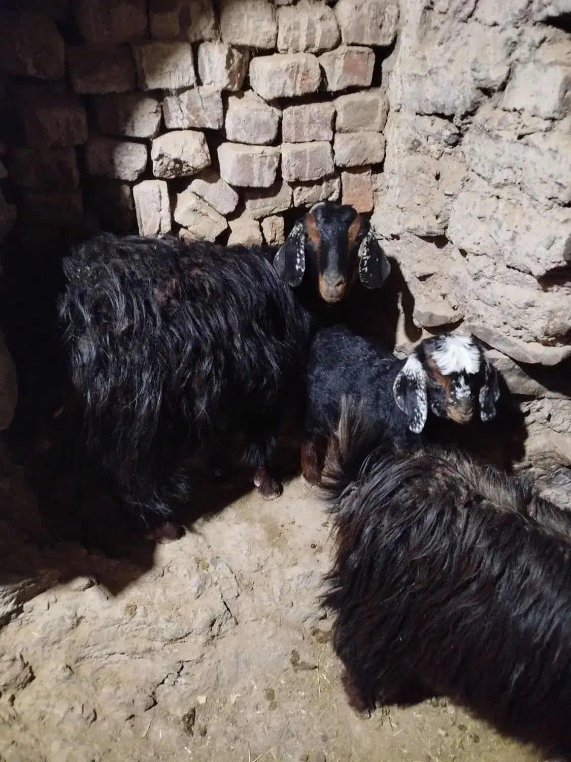 گوسفند بز|حیوانات مزرعه|قهستان, |دیوار