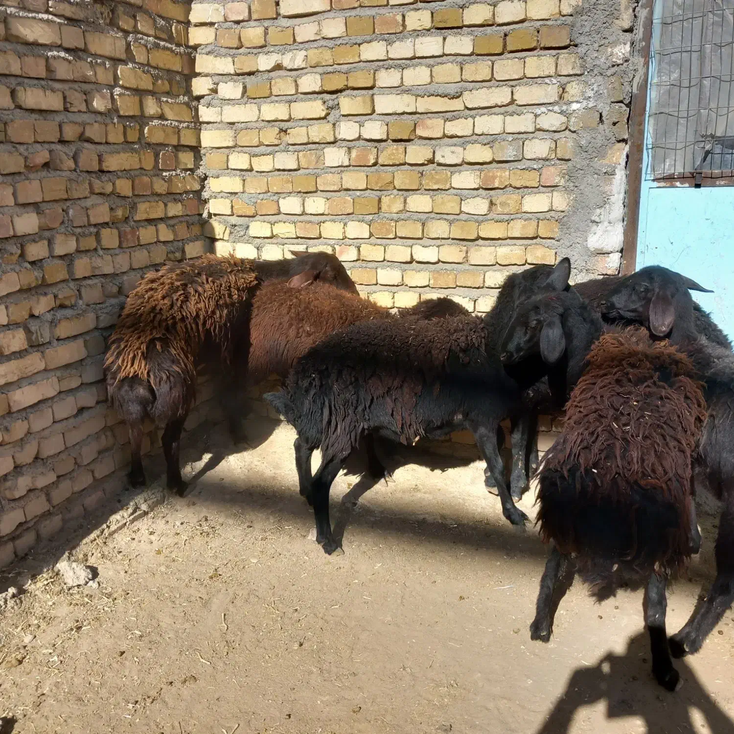 شیشک قزل افشار،بره|حیوانات مزرعه|رزن, |دیوار