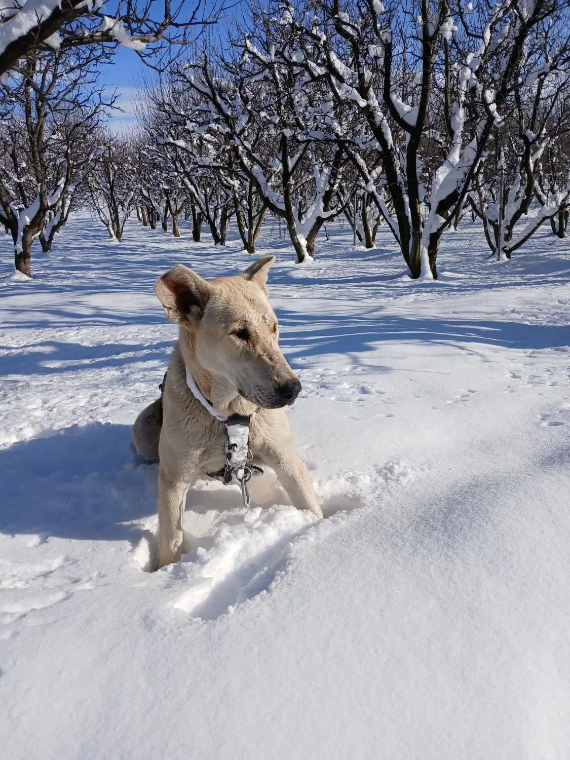 واگذاری سگ|سگ|مشگین شهر, |دیوار