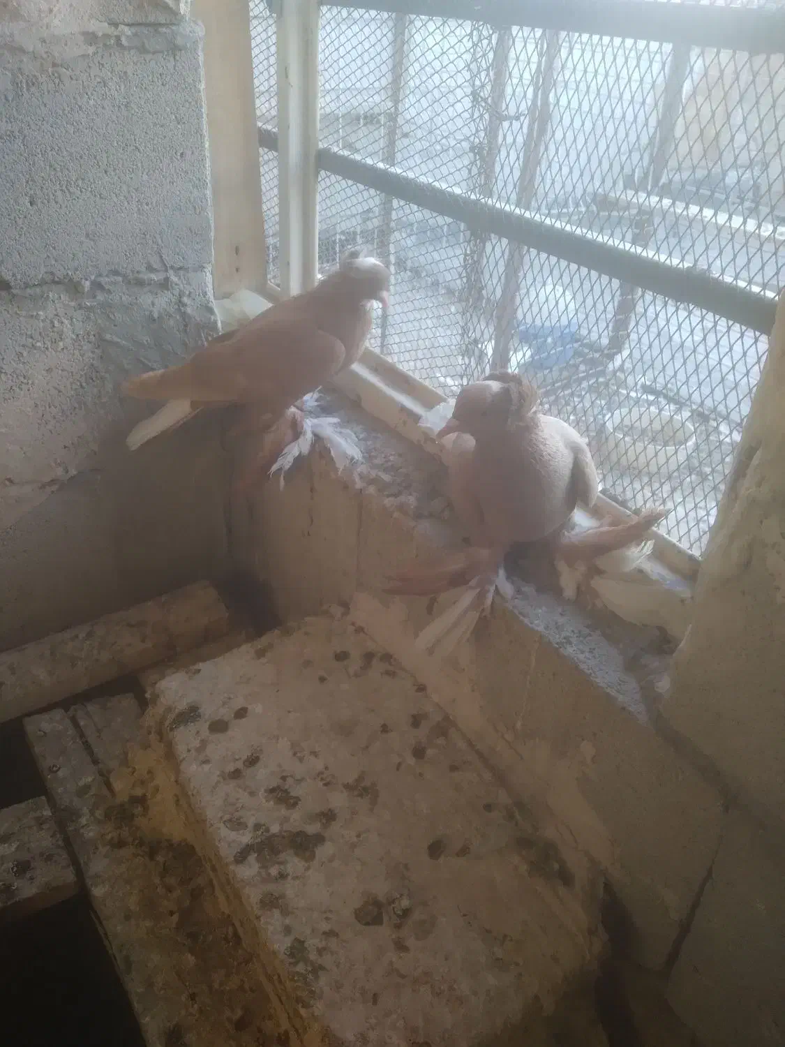 ساری  آغ قویروخ|پرنده|باسمنج, |دیوار