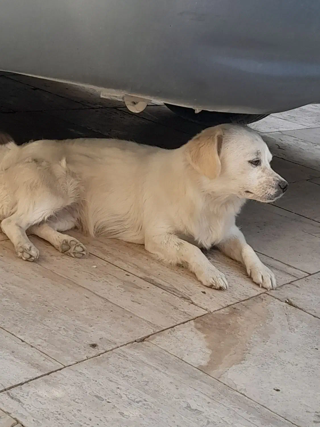 سک پاپی شیتزو|سگ|برخوار, |دیوار