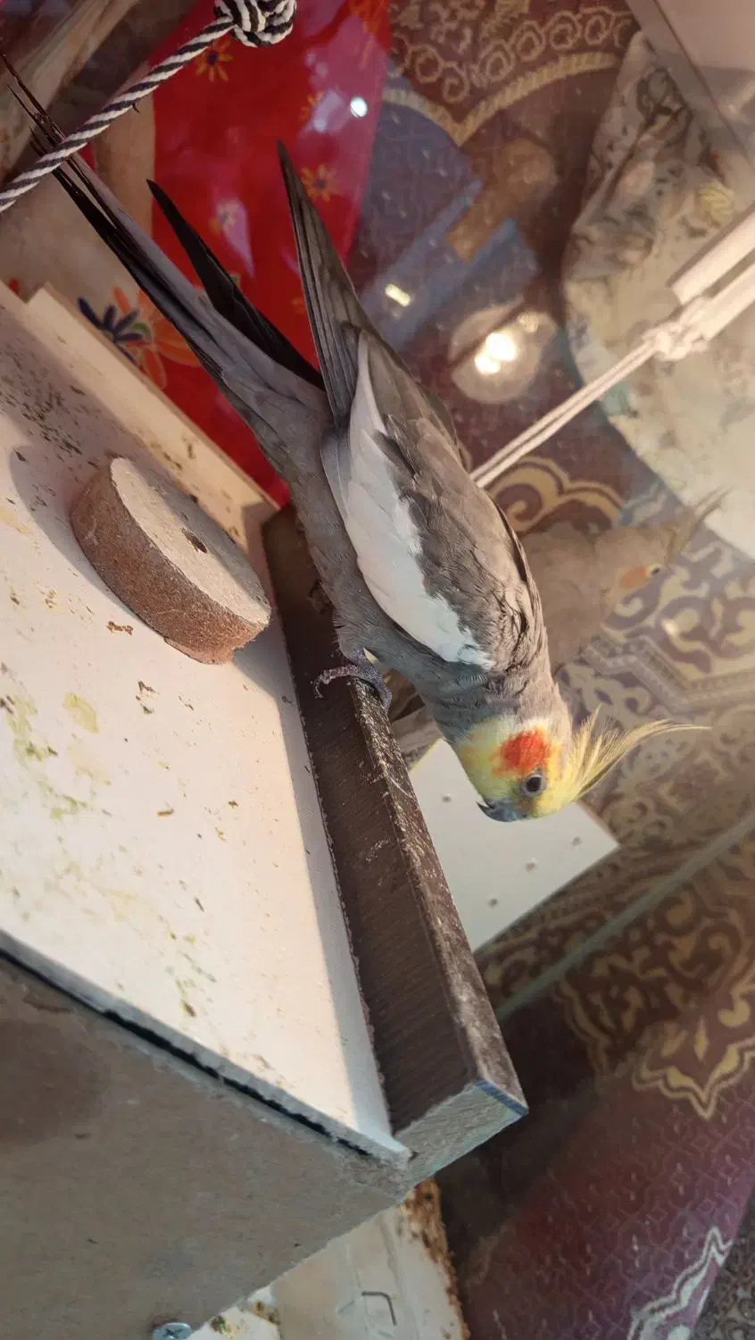 تخم گذارن|پرنده|اهر, |دیوار