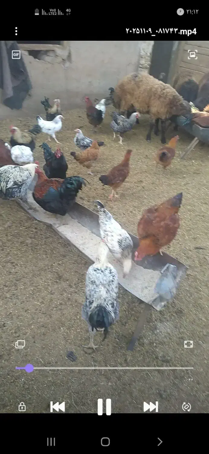 تعداد ۱۵۰تا خروس همه جوان یک ساله|حیوانات مزرعه|بسطام, |دیوار