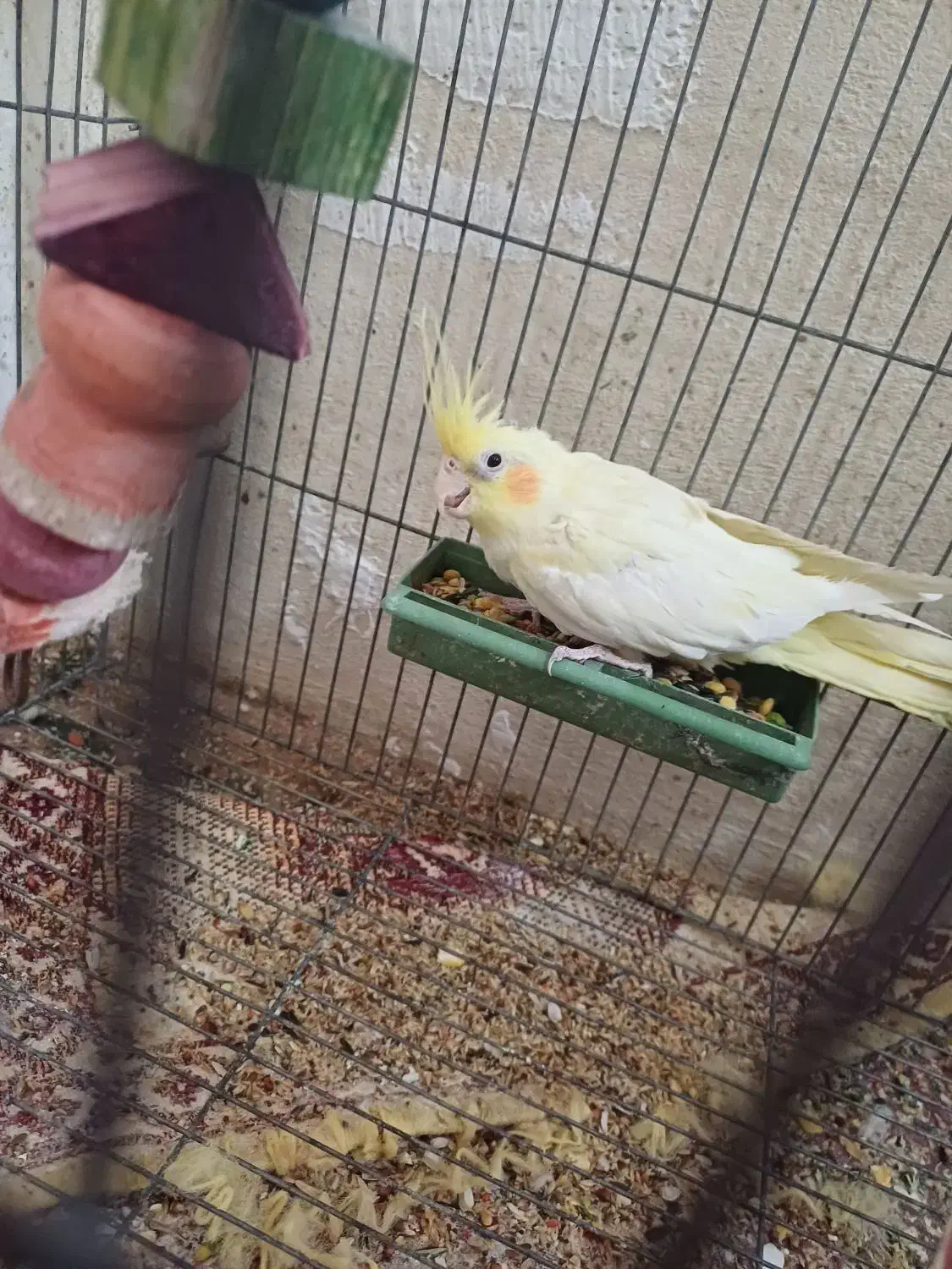 عروس هلندی|پرنده|نرماشیر, |دیوار