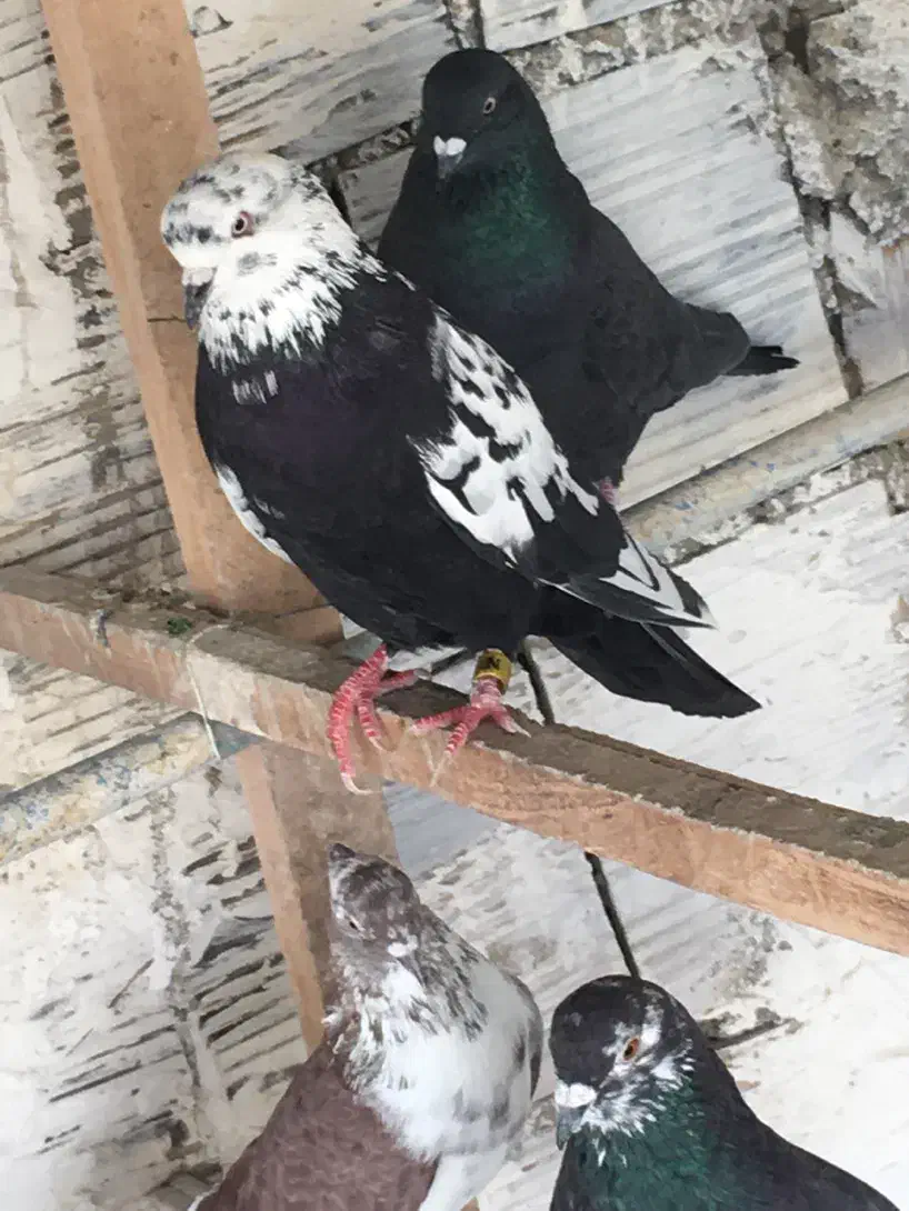 کفتر نر قاره پرشی|پرنده|هشتگرد, فاز ۱ مهستان|دیوار