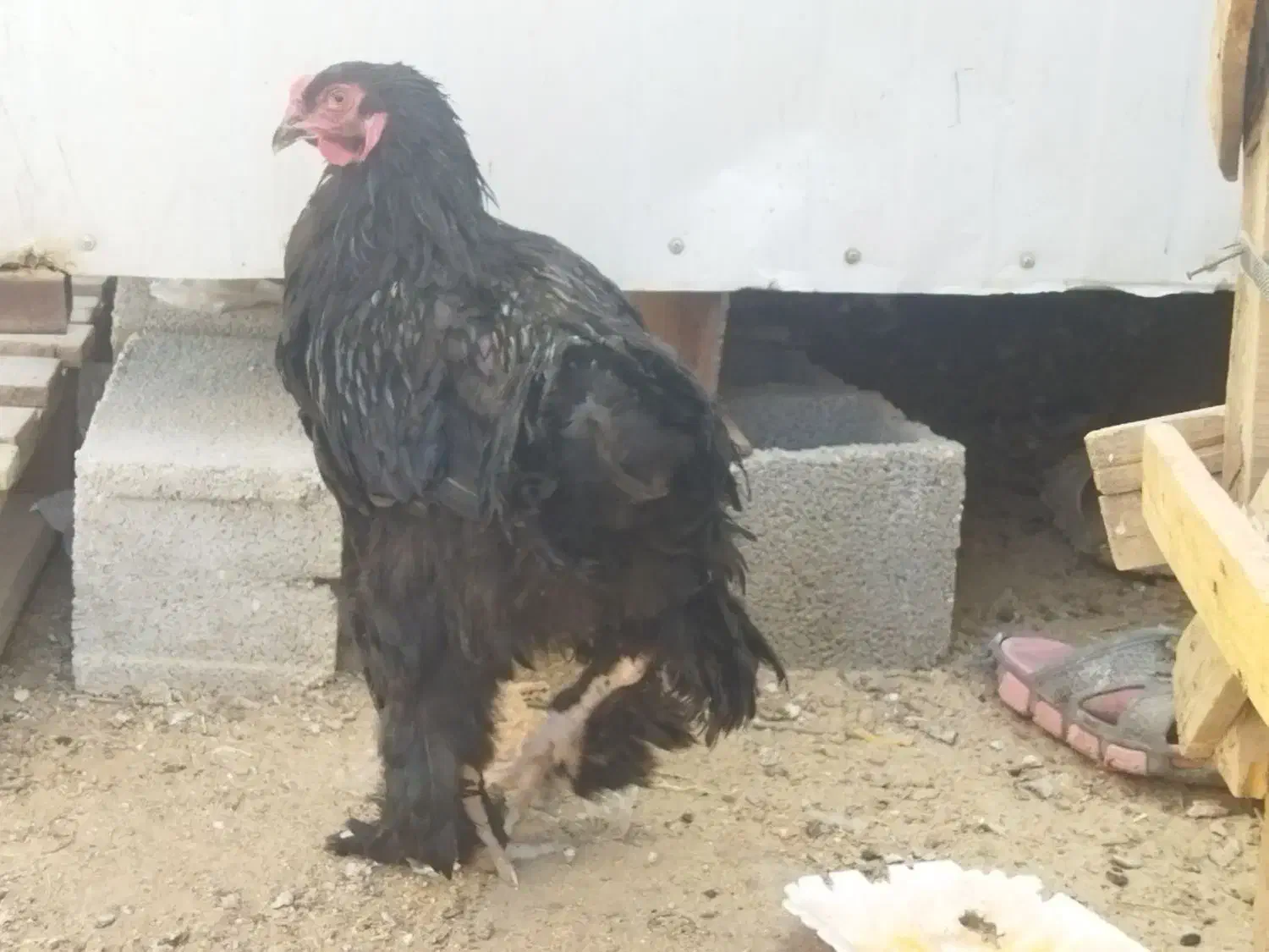 مرغ وخروس برهما|حیوانات مزرعه|شیراز, جمال آباد|دیوار