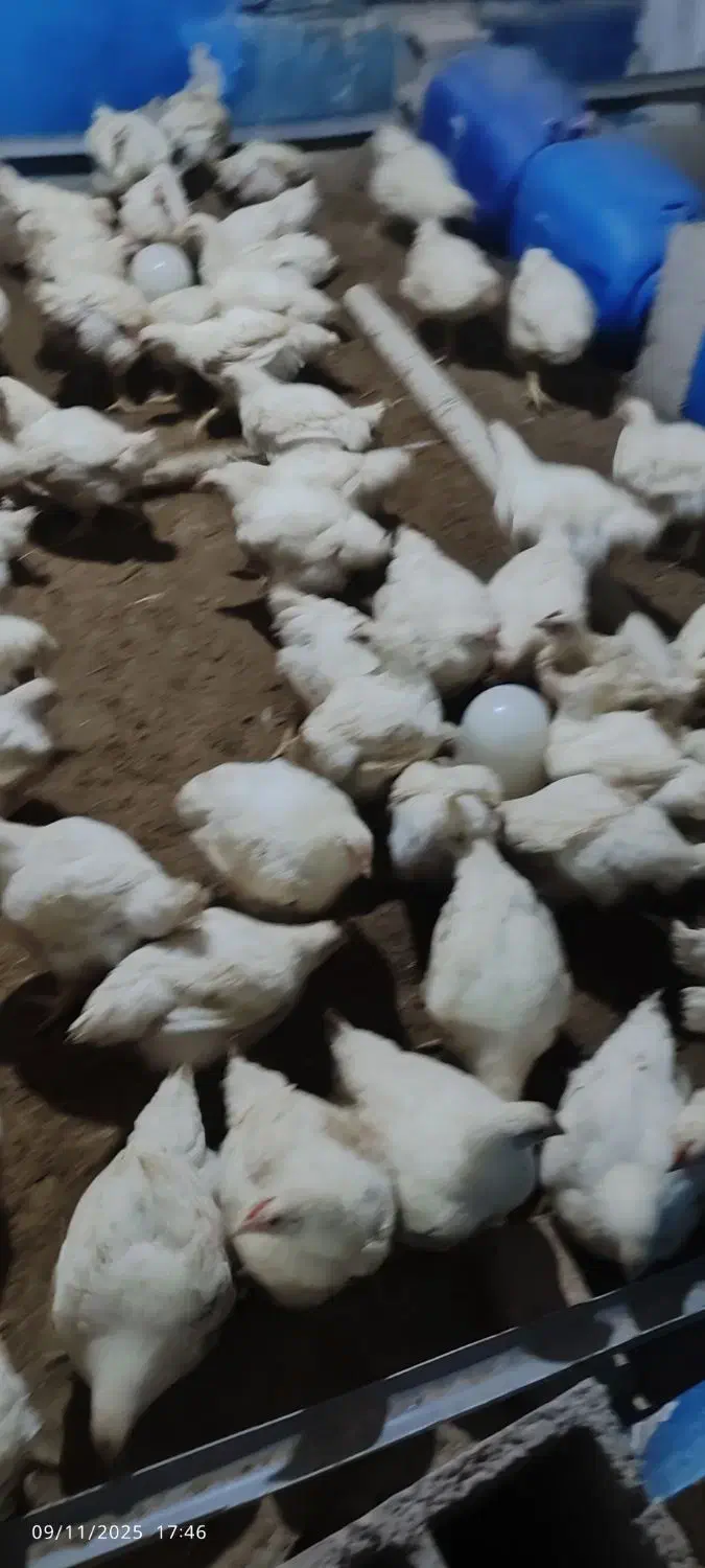 مرغ گوشتی|حیوانات مزرعه|مشگین شهر, |دیوار