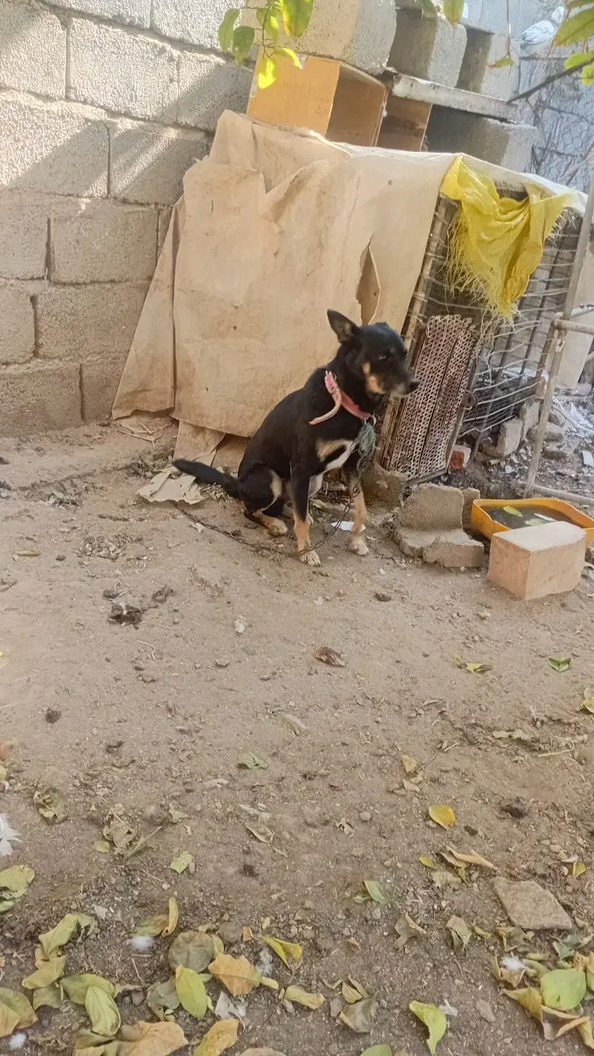 سگ پاکوتاه|سگ|جیرفت, |دیوار