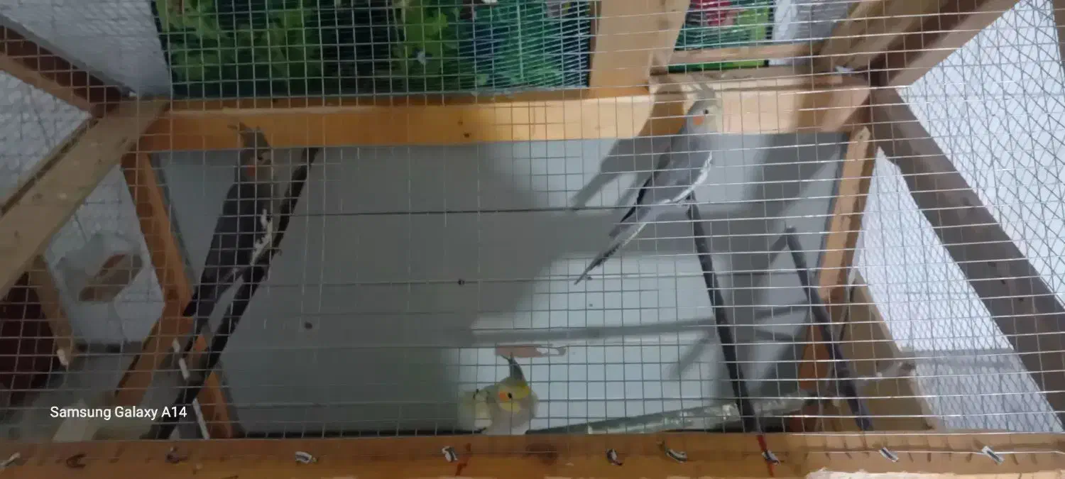 عروس هلندی|پرنده|جوین, |دیوار