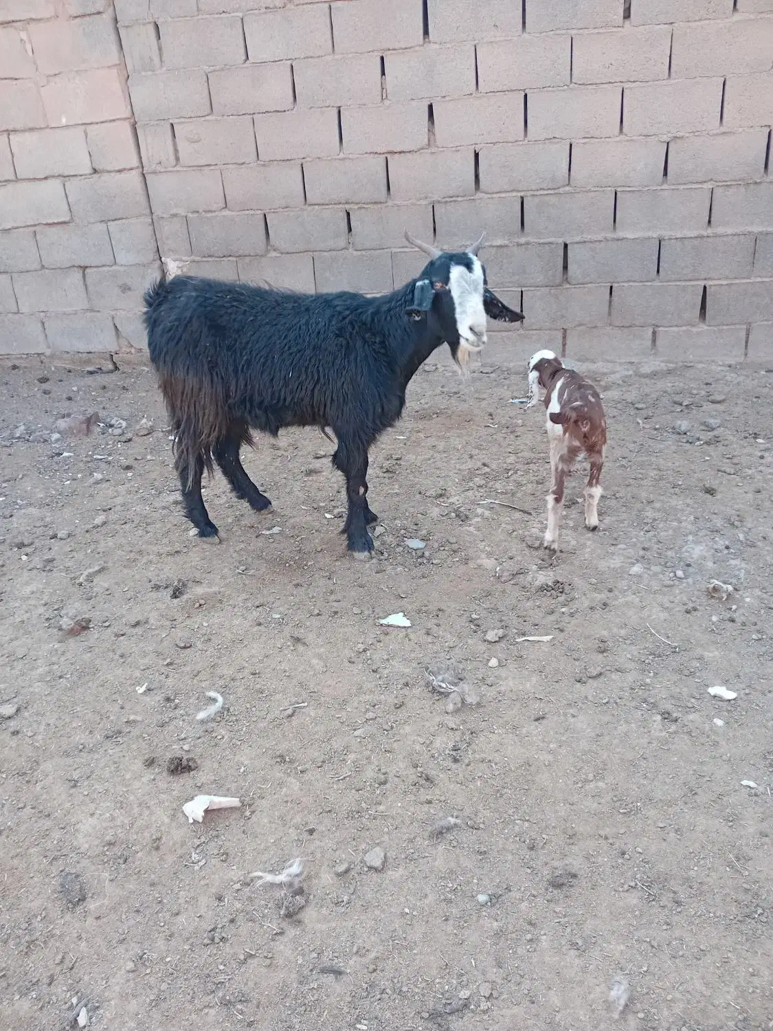 یک عدد چبوش زاییده فروشی|حیوانات مزرعه|تربت جام, معدآباد|دیوار