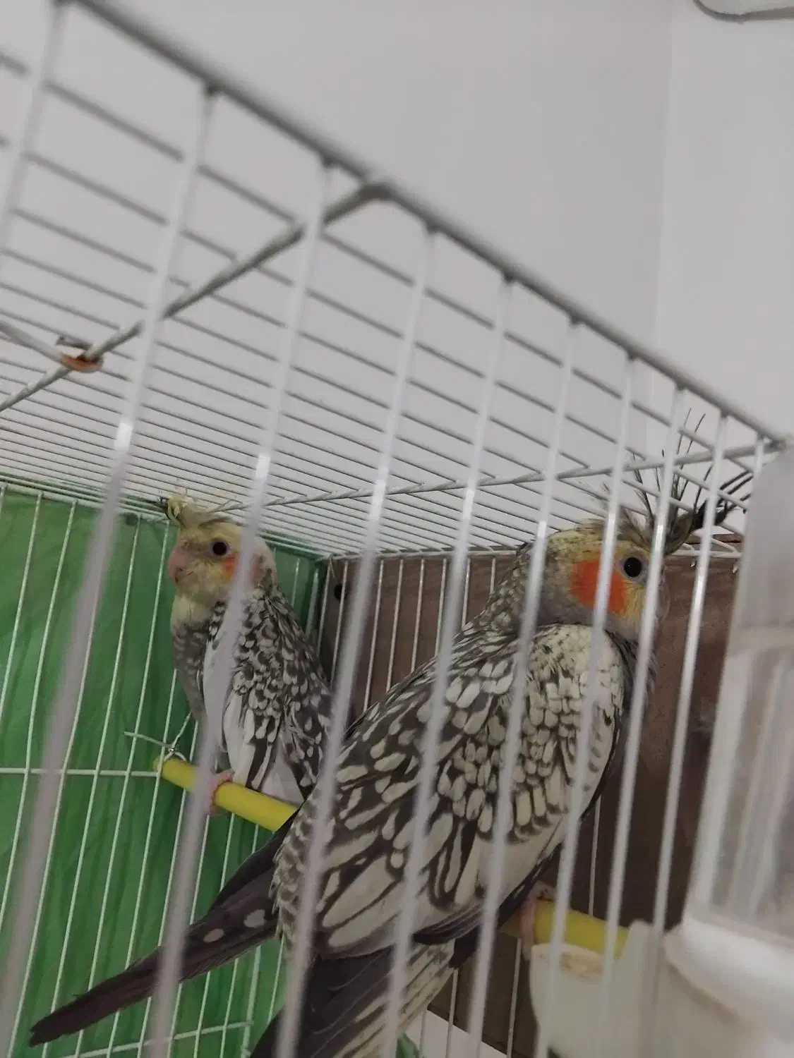 عروس هلندی|پرنده|مشهد, نوید|دیوار