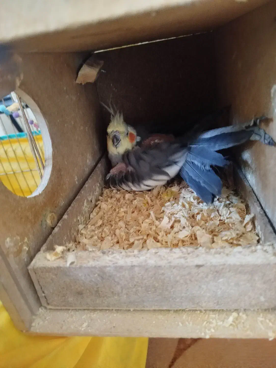 عروس هلندی نر|پرنده|کنگاور, |دیوار