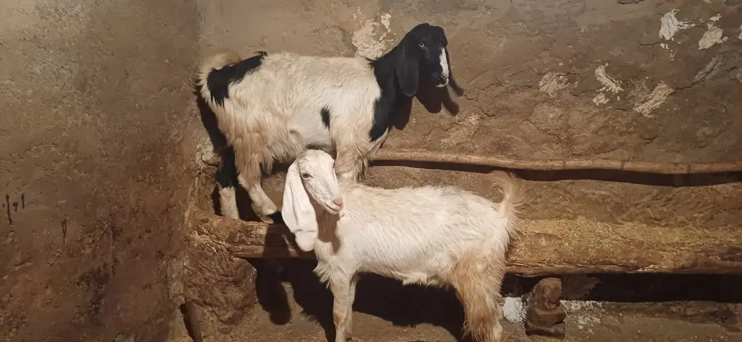 بز هلندی|حیوانات مزرعه|هرسین, |دیوار