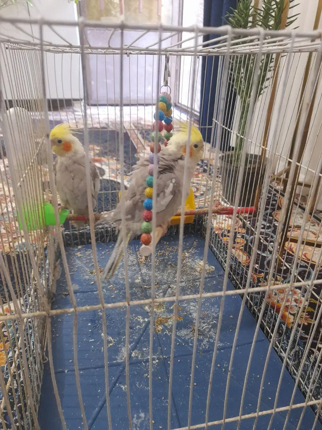 یک جفت عروس هلندی باقفس|پرنده|مشهد, شهید علی محمدی|دیوار