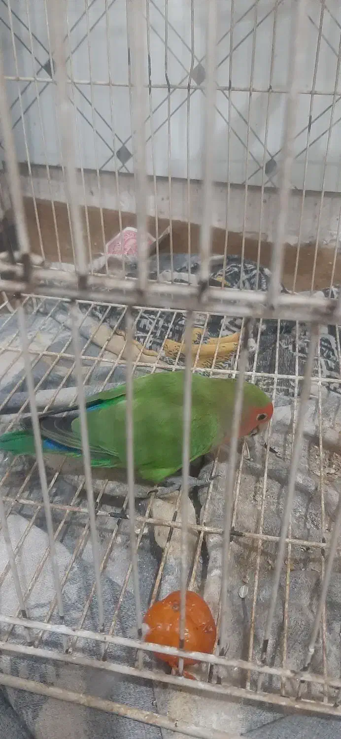 طوطی برزیلی|پرنده|اردبیل, |دیوار