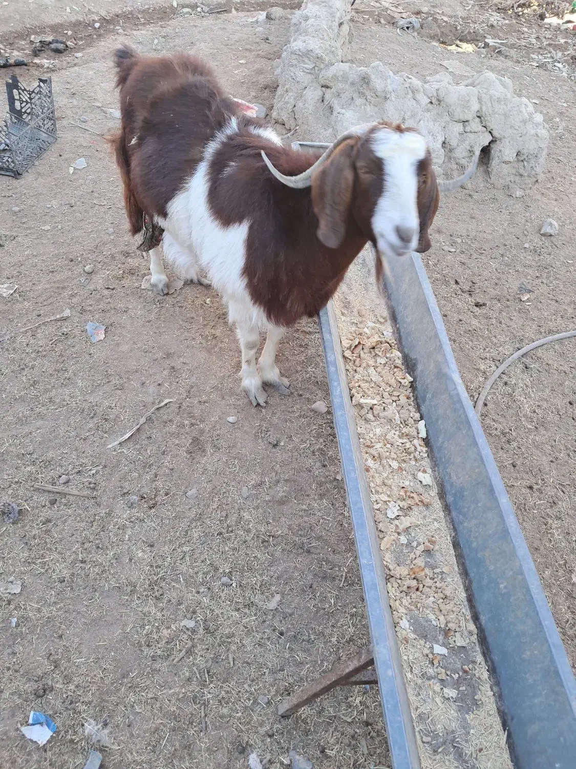 بز ماده چاق|حیوانات مزرعه|هامون, |دیوار