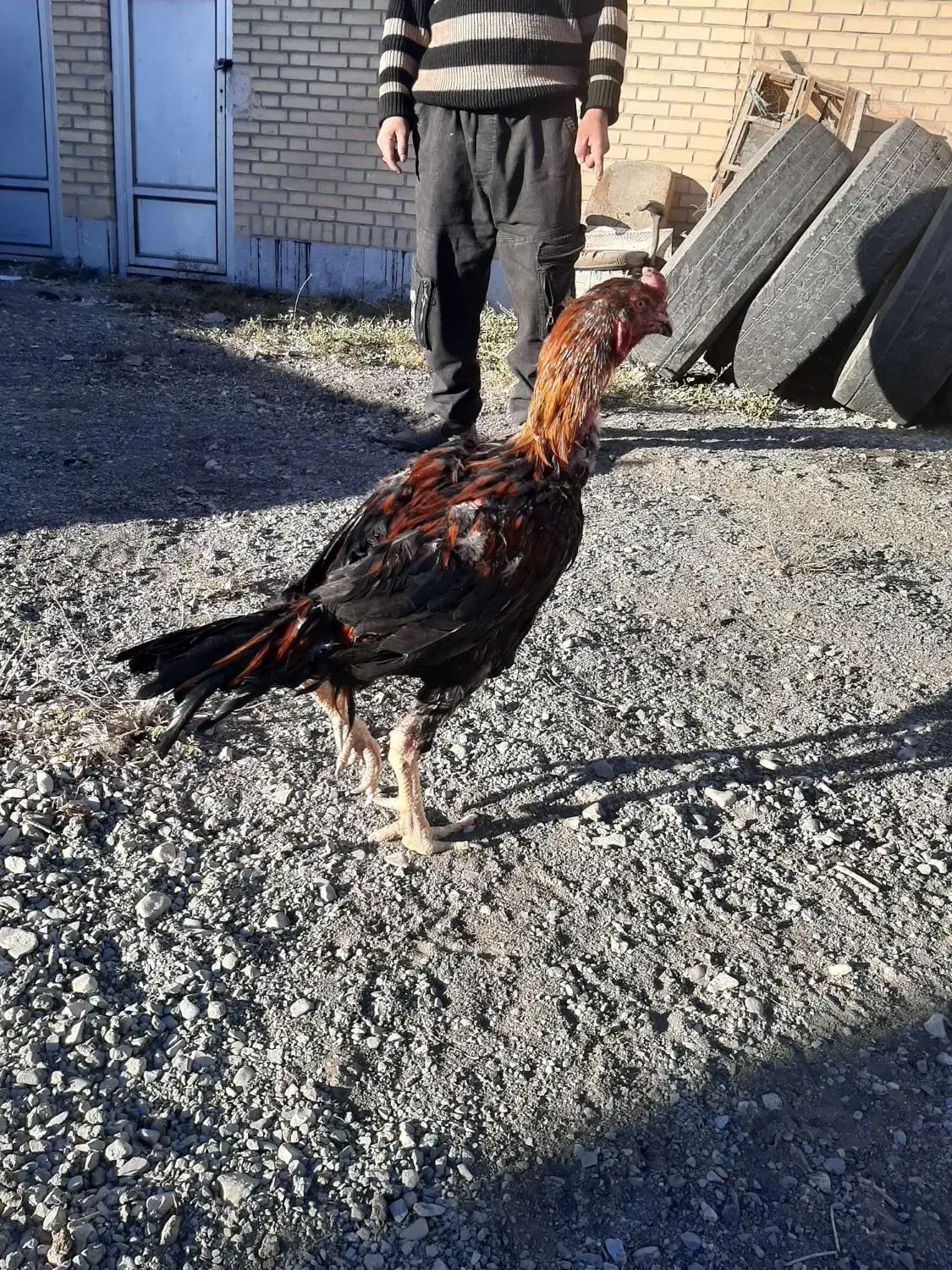 حیوانات خروس لاری|حیوانات مزرعه|اسلامشهر, ملکآباد|دیوار