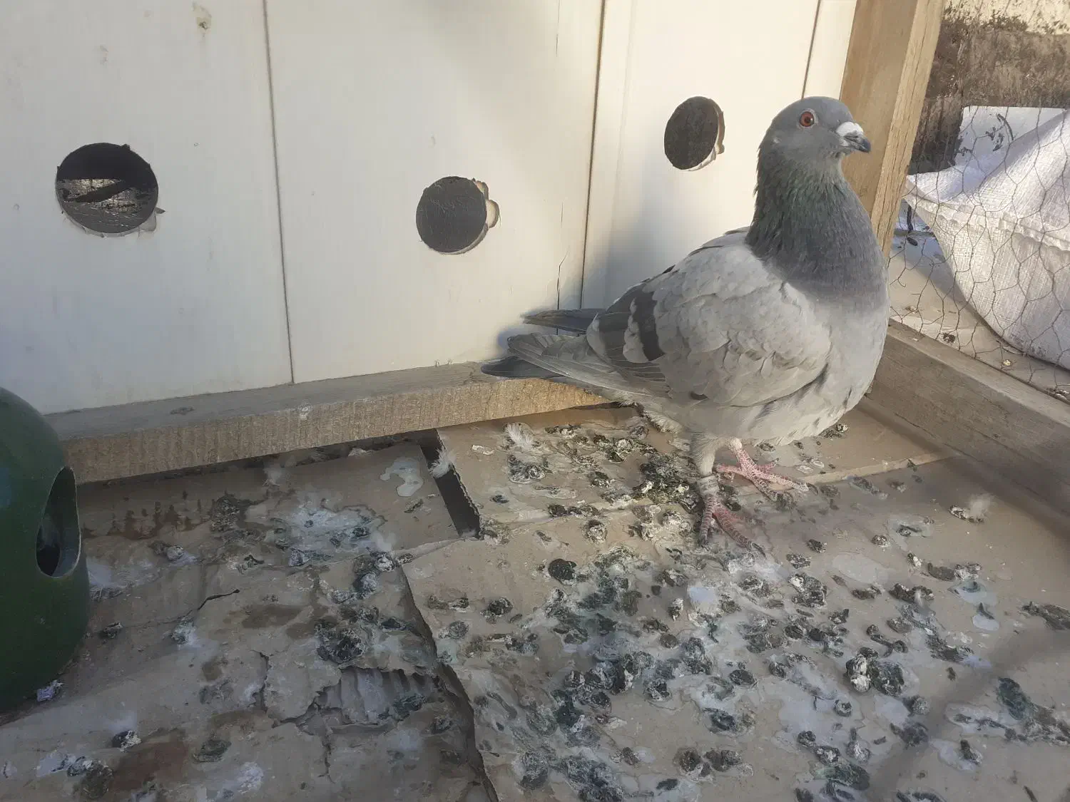 ماده پلاکی|پرنده|ملایر, |دیوار