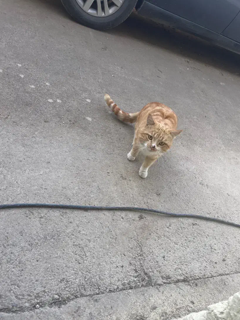 گربه سفید طلایی|حیوانات|کوهسار (البرز), |دیوار