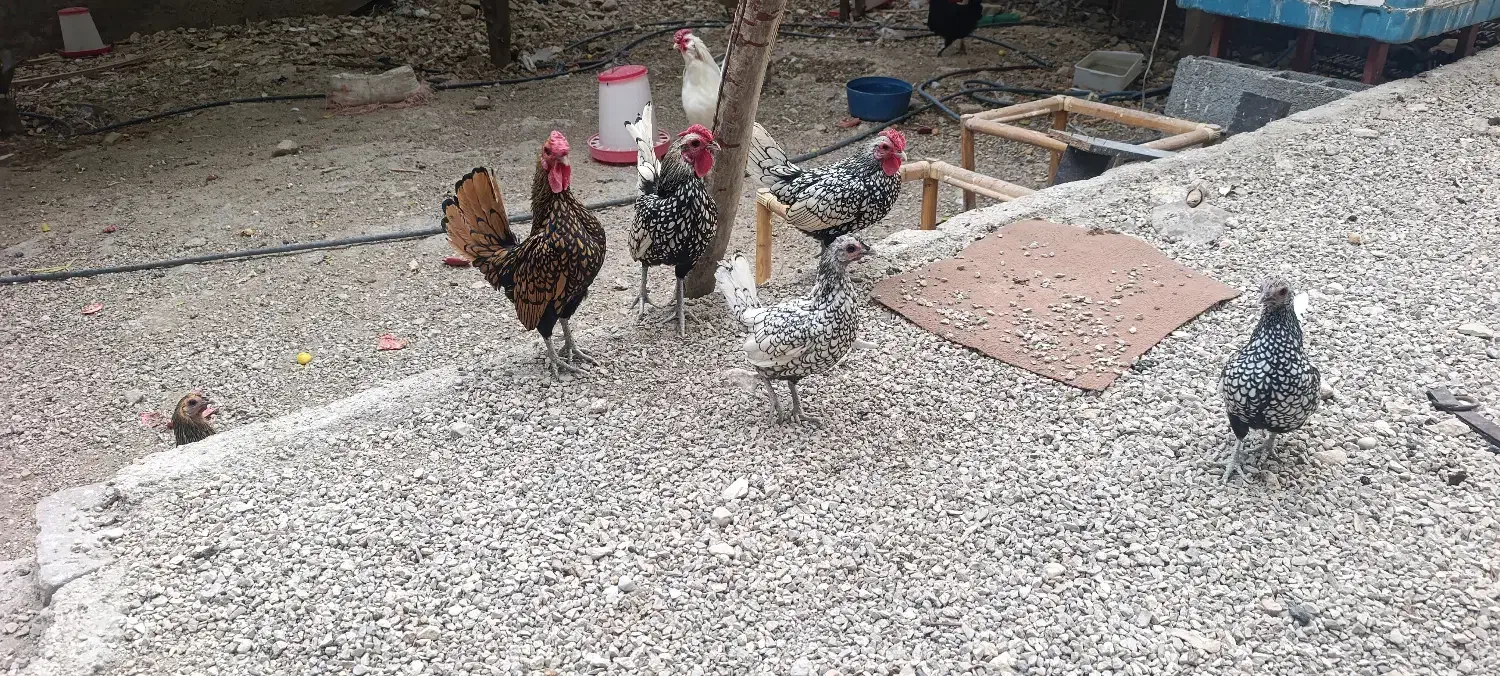 مرغ و خروس زینتی|پرنده|کوهمره, |دیوار