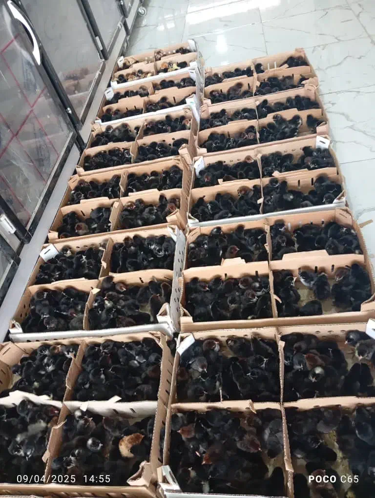 پخش جوجه یک روزه عمده+مشاوره رایگان پروش|حیوانات مزرعه|قم, علی آباد سعدگان|دیوار