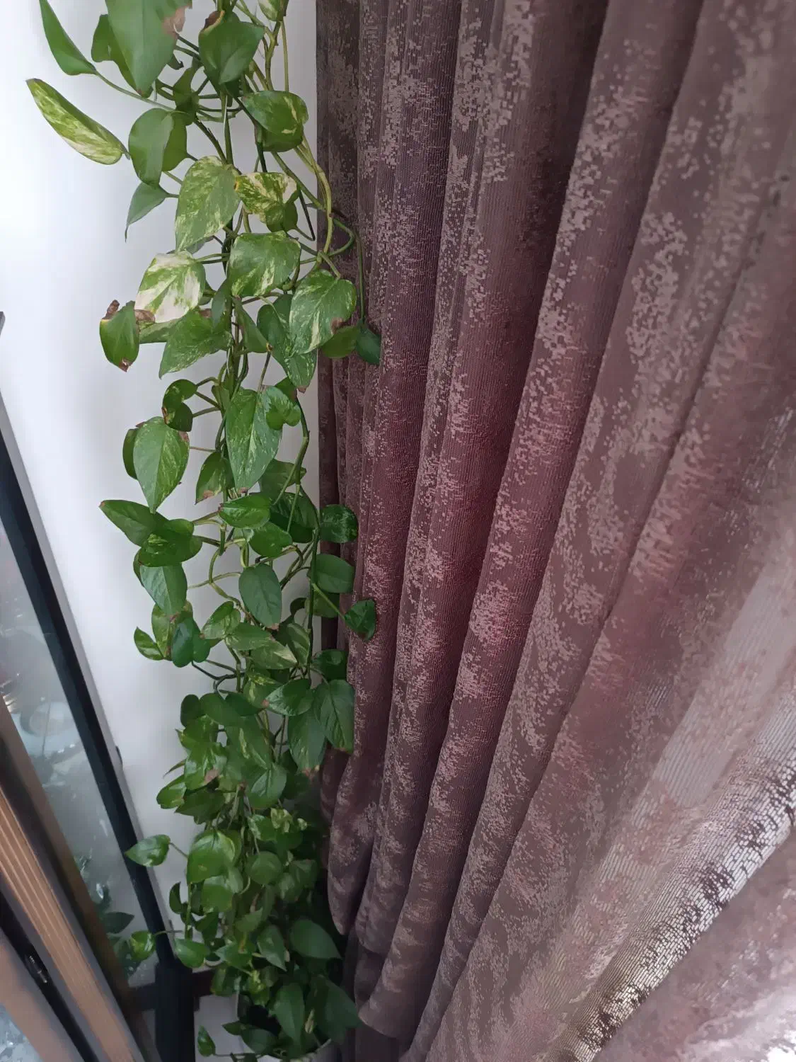 پتوس بلند|گل و گیاه طبیعی|بروجرد, |دیوار