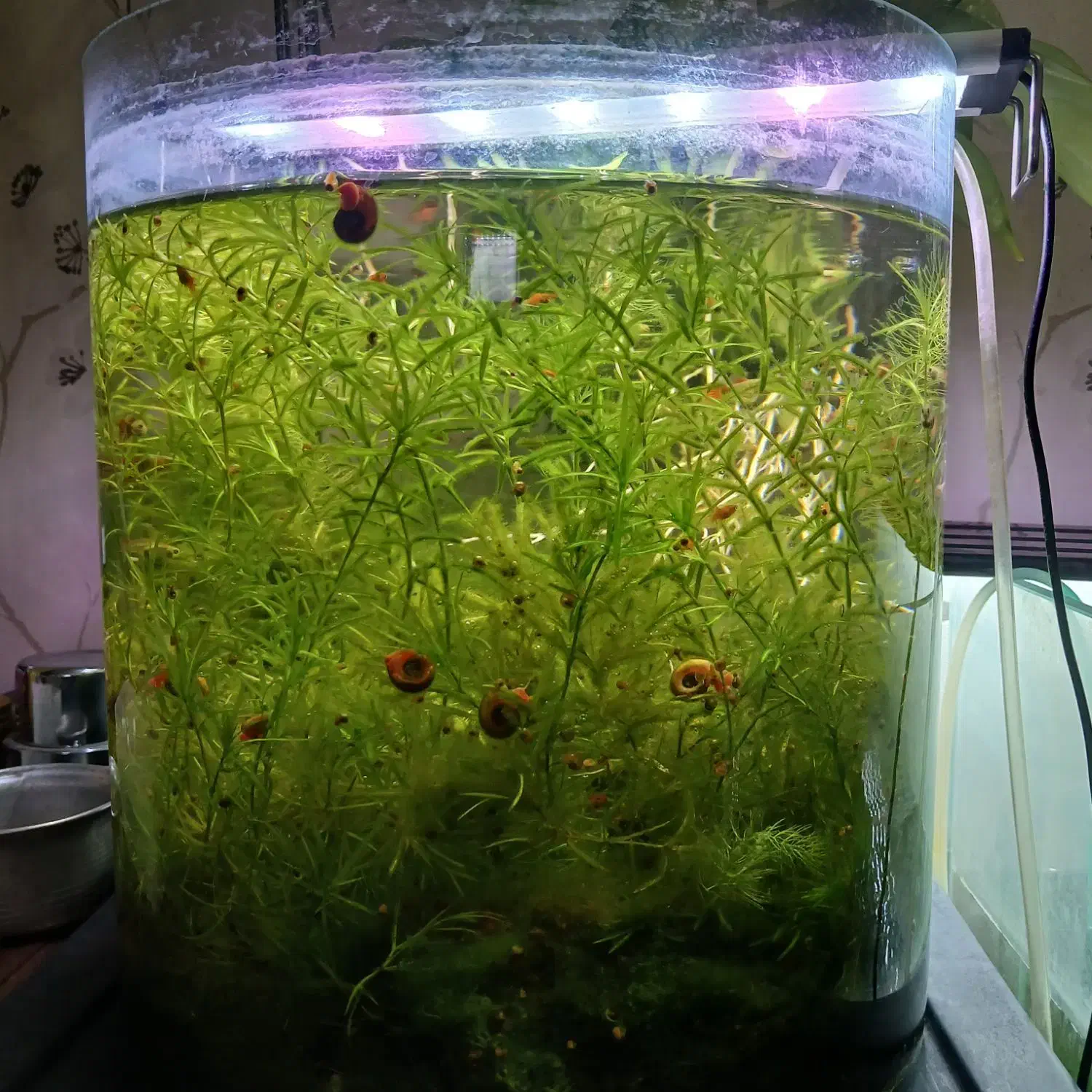 گیاه پلنت|ماهی|تهران, دردشت|دیوار