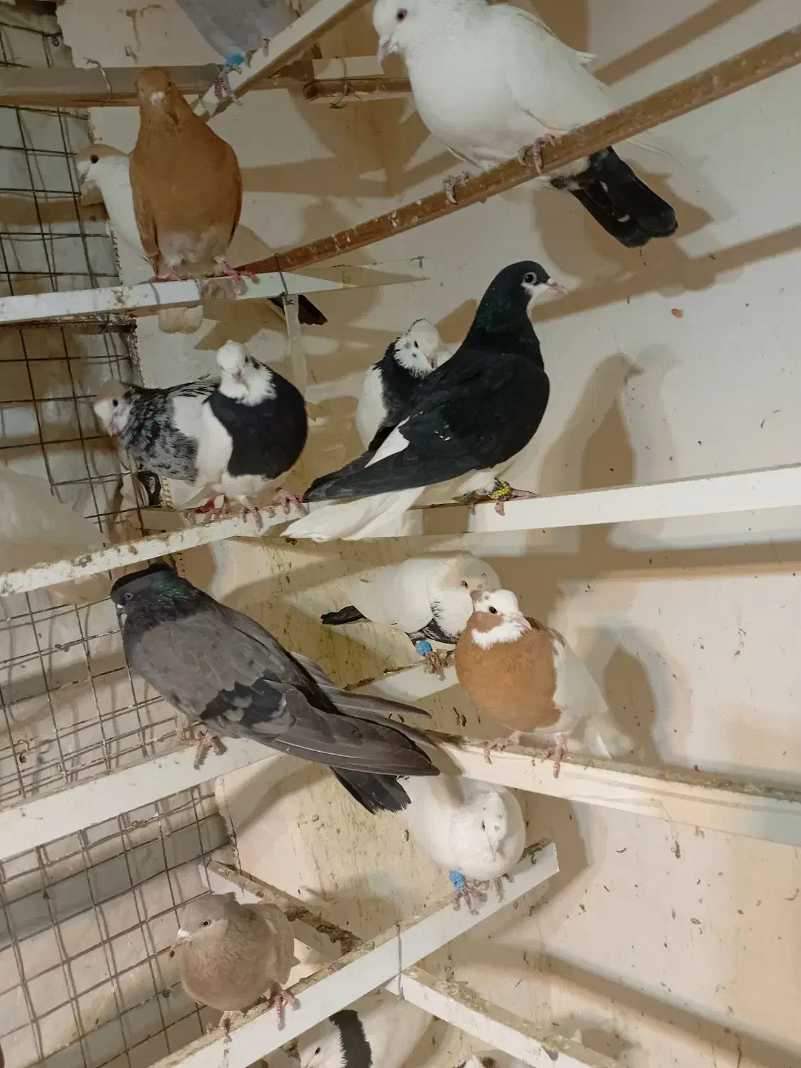 پرنده فروشی تک فنوش آباد|پرنده|ابهر, |دیوار