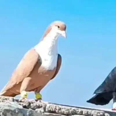 کبوتر ریش زرد|پرنده|سراوان, |دیوار