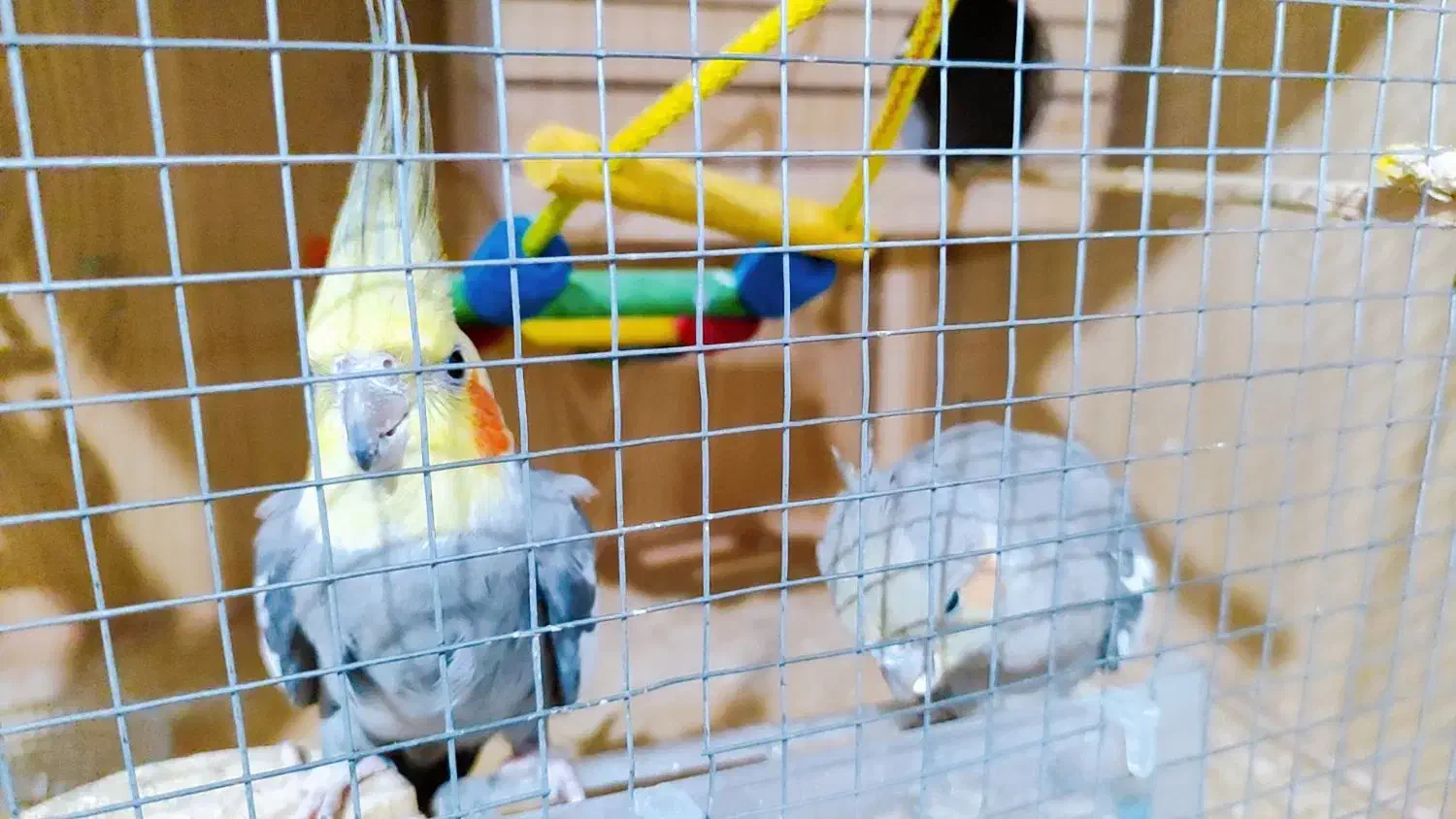 عروس هلندی سینامون با ((فنچ))|پرنده|اسلام‌شهر, بهرام آباد|دیوار