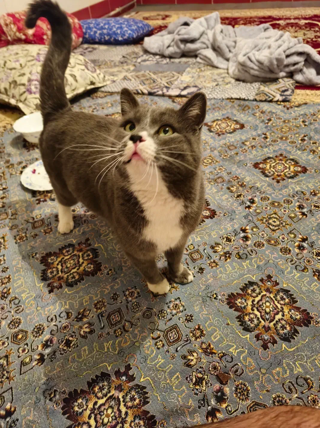 فروش گربه خانگی پرشین جنس نر به قیمت ۱۵ میلیون|گربه|میاندوآب, |دیوار