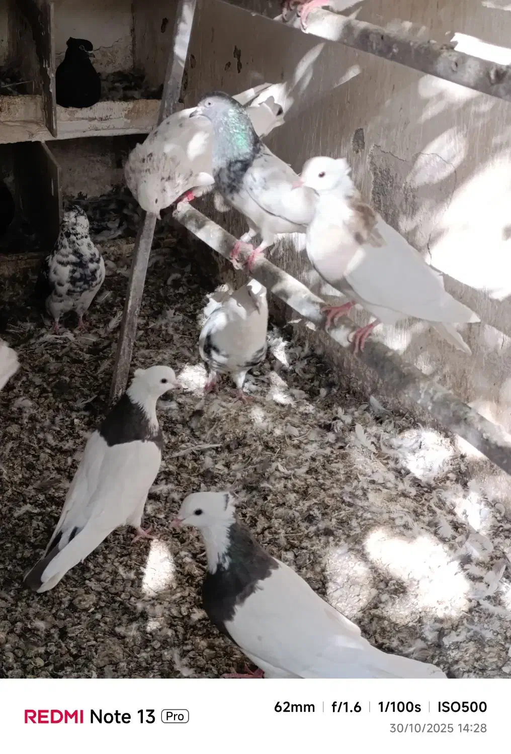 تعدادی طوقی زرین والماسی وزرد همه باهم فروشی است|پرنده|کامیاران, |دیوار