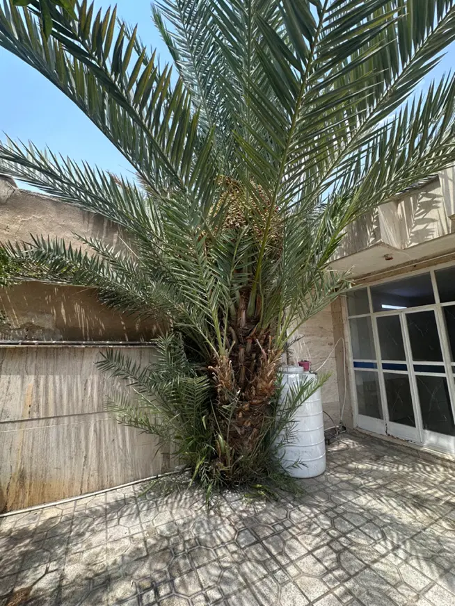 نخل و بچ نخل|گل و گیاه طبیعی|شیراز, پودنک|دیوار