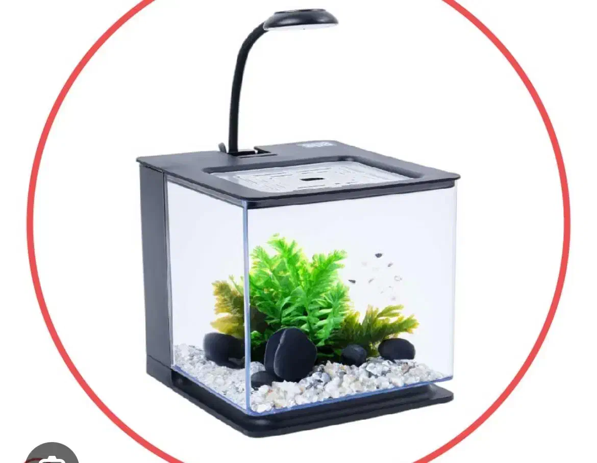 آکواریوم|ماهی|شیراز, میانرود|دیوار