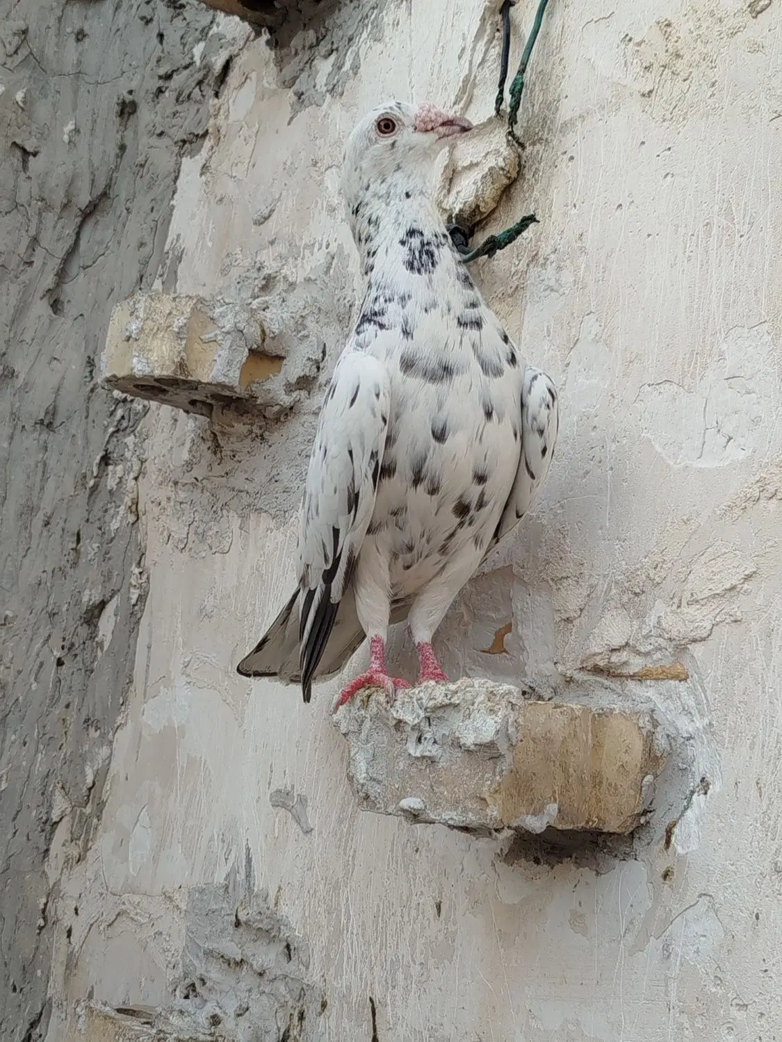 کوهی|پرنده|شوشتر, |دیوار