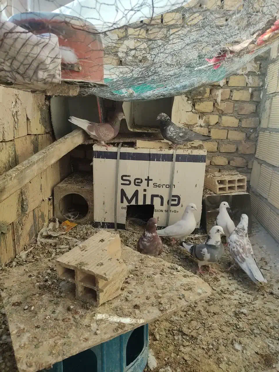 کفتر پرشی|پرنده|زارچ, |دیوار