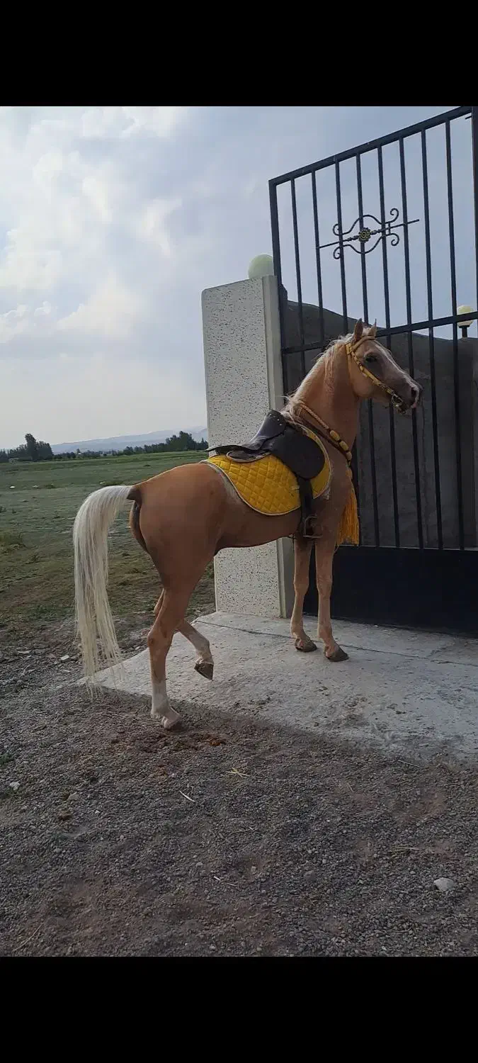 اسب اصیل کرره شاهرنگ|اسب و تجهیزات اسبسواری|سراب, |دیوار