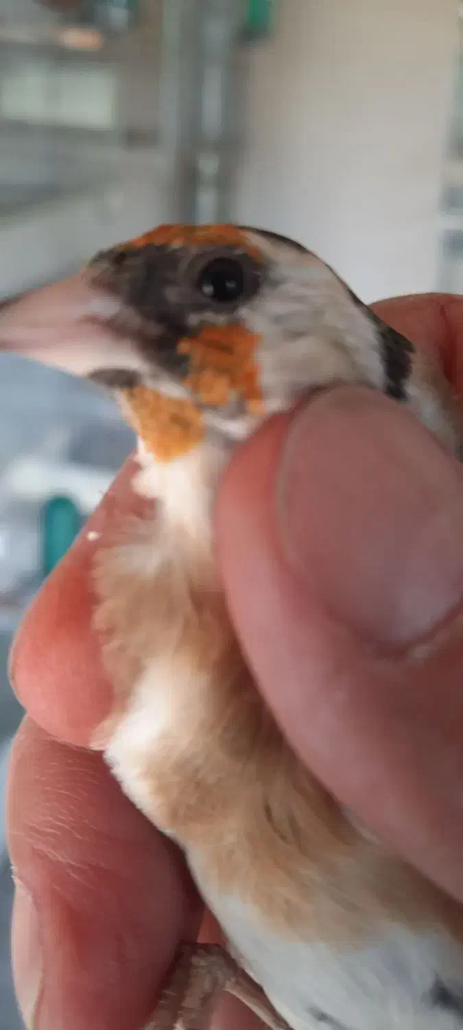 سهره و قناری|پرنده|دماوند, دماوند|دیوار